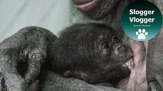 Baby Bonobo Ape Upendi #WorldBonoboDay