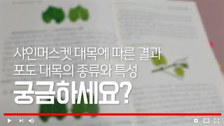 샤인머스켓 대목에 대해 알아 볼까요?