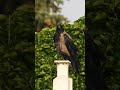 beautiful crow sitting on a cross