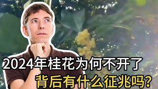 2024年桂花为何不开了，背后有什么征兆吗？这可不是封建迷信