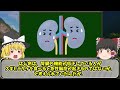 【ゆっくり解説】絶対に食べてはいけません 食べると〇ぬ毒キノコ6選を徹底解説