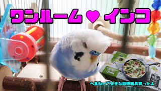 ワンルーム♥インコ　ヘルシーで安全な調理器具グリーンパン買ったよ（セキセイインコの銀時じょじょじょ♪日記）