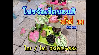 ❌ปิดทุกเซ็ตแล้วนะจ๊ะ ขอบคุณค่ะ❌โปรจัดเซ็ต ครั้งที่ 10 นิสาพรบอนสี ราคาเบาๆ โทร/ไลน์ 0805194988