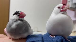 文鳥と昼寝☆Java Sparrow Azuki and Milky.