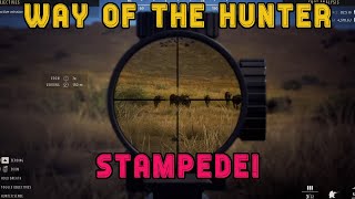 🐃 WILDEBEEST STAMPEDE 🐃  - Tikamoon Plains hunting isn't safe