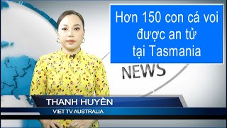 TIN 3PM 21-02-2025: Hơn 150 con cá voi được an tử tại Tasmania