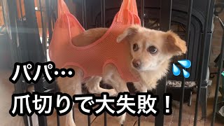 危ない！！ハンモックで犬の爪切りママ大激怒の原因は？