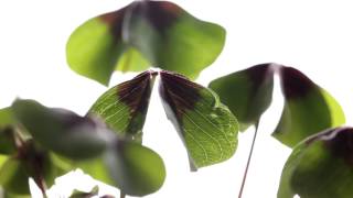 The (fake) Clover - Oxalis tetraphylla