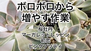 [多肉植物]ボロボロからの増やす作業^_^葉挿しモギモギ仕立て直し^_^私の戯言