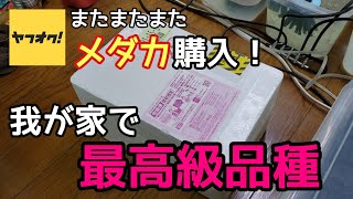 今までで一番高いメダカを購入！【メダカ】