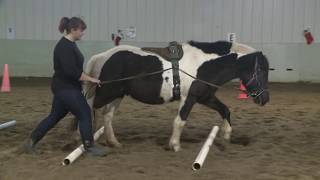 Hippotherapy: Using Equine Movement in Clinical Practice // Chapter 3, The Horse