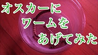 コロンビア産 ワイルドオスカー成長記録＃９