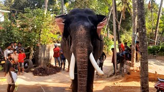 PAMBADI RAJAN | പൊട്ട് തൊടാൻ സ്നേഹത്തോടെ തല താഴ്ത്തി കൊടുക്കുന്നു 😘😘