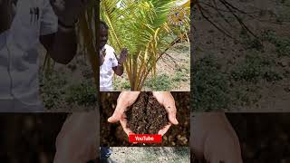 உங்க தென்னையில் மட்டை மஞ்சளா இருக்கா❗️Does your coconut have yellowish #agriculture #shorts #960