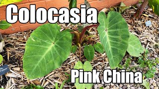 Growing Colocasia Pink China In The UK