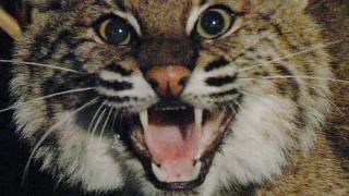 Aggressive Bobcat 01