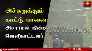 அச்சுறுத்தும் காட்டு யானை ; அசராமல் நின்ற வௌிநாட்டவர்