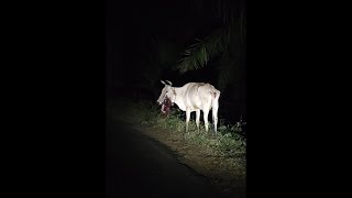 ആ പശൂന് എന്ത് സംഭവിച്ചു...? ചോദ്യങ്ങളും മറുപടിയും .