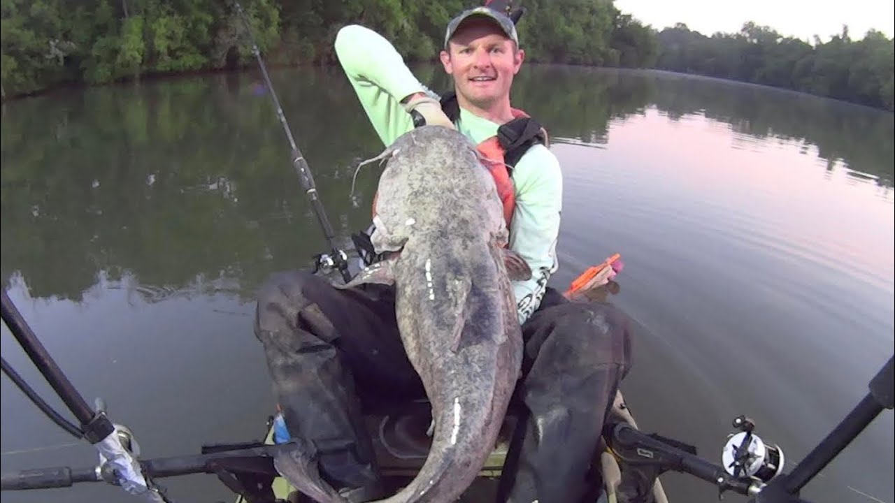 One Bait For HUGE Flathead Catfish, Blue Catfish, And Striped Bass ...