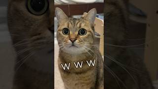 髪をバッサリ散髪したパパを初めて見た猫の100点のリアクションw #shorts