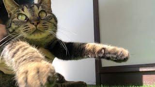 舞わされるウチのニャンコ（my cat being made to dance）