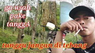 Cara‼️menoreh getah yang betul di jolo memuaskan  karet cepat pul (toreh) getah malasia @sepvlogerbaru