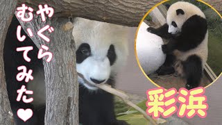 【やぐらむいてみた💖】彩浜🌈やぐらバリバリ🌟氷ガリガリ✨【子パンダ】Giant Panda -Saihin -☆