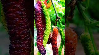 Pakistani long mulberry 🔥#shorts#পাকিস্তানি#মালবেরি#