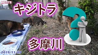 【多摩川猫・せい子・小雪は隠れん坊】キジトラ同時出現に迷う【台風１９号後の不法占拠など・・ｵﾏｹ  】