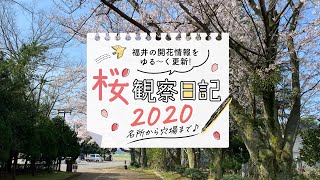 【2020年4月3日】グリーンセンターの桜開花状況