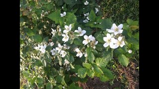 Pruning Prime Ark Freedom Blackberries