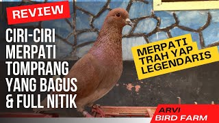 Ciri Ciri Merpati Tomprang Yang Bagus  Bisa Full Nitik Simak videonya ‼️#merpati #yap