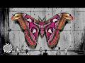 Sonic Species & Zephirus Kane - The Acid Revolution [Video Clip / 8K]
