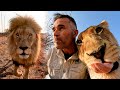 Will WILD LIONS Attack Me? | The Lion Whisperer