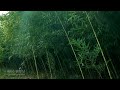 마음이 편안해지는 대나무숲 바람소리 asmr 백색소음 편안한영상 sony a7m4 wind sound in the bamboo forest