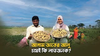 আগাম জাতের আলু চাষ করে আসলেই কি লাভ হয়?