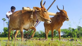 பசு மாடுகளை வைத்து ஏர் உழுதல் | Cow Ploughing the field