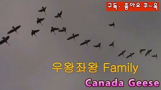 50대 갱년기 캐나다 일상 | Canada Geese | 거위들의 향연