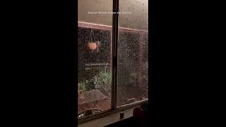 Mosquitoes Swarm Home in Regional New South Wales Amid Heavy Rain