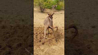 Alone But Happy #animals #ghadha #shorts