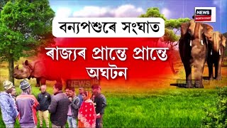 Udalguri News | ৰাজ্যৰ প্ৰান্তে প্ৰান্তে বন্যপশুৰে জীৱশ্ৰেষ্ঠৰ সংঘাত | N18V