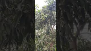 Ulavapadu Famous Mangoes Tree - Huge Mangoes - Andhra Pradesh - India - Step To Village