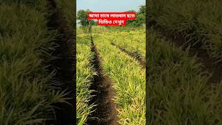 আদা চাষে লাভবান হতে ভিডিও দেখুন - আদা চাষ পদ্ধতি #shortvideos #trending #gardening #viralvideos