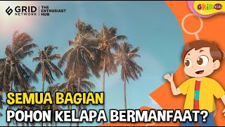 Deretan Manfaat Pohon Kelapa untuk Kehidupan Manusia - Fakta Menarik