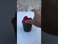 Propagating anthurium from a flower #shorts