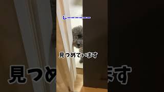 僕はお母ちゃんのストーカーです!（トイプードル）