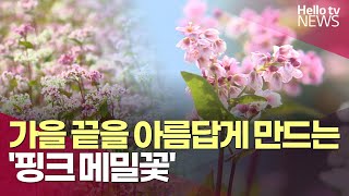 가을 끝을 아름답게 만드는 '핑크 메밀꽃' | #헬로tv뉴스