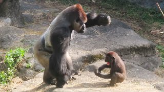 小金剛Jabali和爸爸媽媽關係很親密🦍👶🏻The close interaction between Jabali and his parents