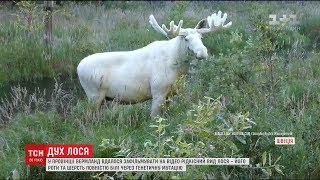 В Швеції помітили лося з незвичним кольором шерсті та рогів