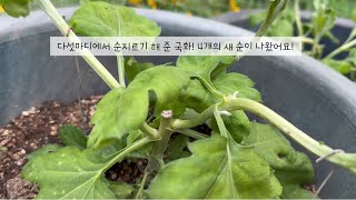 대국키우기#대국순지르기, 삽목하기, 방향유도하기#작은 정원